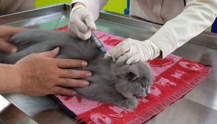 Disnakkan Bondowoso Siapkan 117 Dosis Vaksin Rabies untuk 2025, Vaksinasi Dilakukan di Setiap Puskeswan