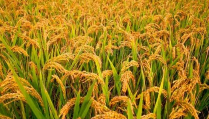 Jawa Timur Cetak Rekor Produksi Padi Tertinggi Nasional, Khofifah: Jatim Siap Dukung Program Makan Bergizi Gratis