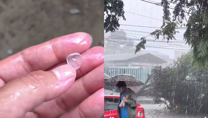 Jember Diterpa Hujan Es dan Angin Kencang, BPBD Laporkan Tujuh Titik Pohon Tumbang