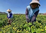 Harga Cabai di Kediri Naik Akibat Lonjakan Permintaan Ramadan