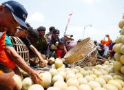 Lewat Program Pestani, Petrokimia Gresik Tingkatkan Produktivitas Melon Pantura 10 Persen