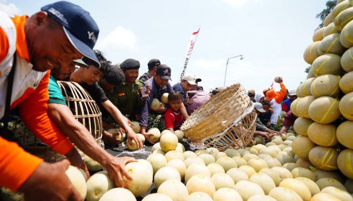 Lewat Program Pestani, Petrokimia Gresik Tingkatkan Produktivitas Melon Pantura 10 Persen