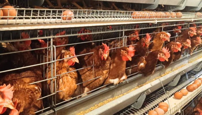 Tembus Rp18,2 Miliar, Ekspor Unggas Indonesia Kian Ekspansif ke Pasar Global