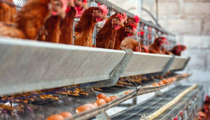 Kementan dan Pelaku Usaha Kompak Stabilkan Harga Ayam Broiler di Tingkat Peternak