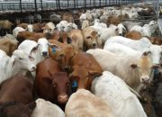 Brasil Jadi Bidikan, Pemerintah Percepat Pengadaan Sapi Indukan untuk Swasembada Daging