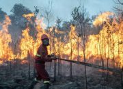 Tiga Modus Karhutla Dibongkar Kemenhut, dari Buka Lahan hingga Perambahan Hutan