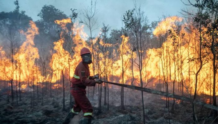 Tiga Modus Karhutla Dibongkar Kemenhut, dari Buka Lahan hingga Perambahan Hutan