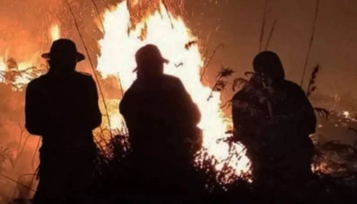Waspada Karhutla, 4 Kecamatan Banyuwangi Masuk Zona Merah