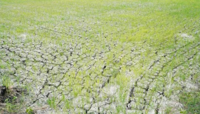 Kementan Kejar Pengairan 217 Hektare Sawah Terdampak Kekeringan di Lamongan