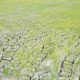 Kementan Kejar Pengairan 217 Hektare Sawah Terdampak Kekeringan di Lamongan